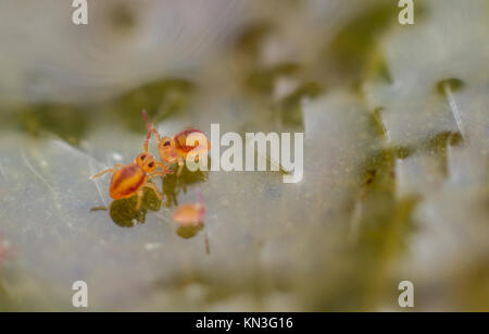 Sminthurides malmgreni kugelförmigen springschwänze am Rande eines Gartenteich Stockfoto