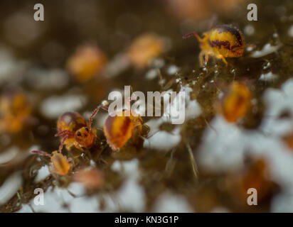 Sminthurides malmgreni kugelförmigen springtail Gruppe am Rande eines Gartenteich Stockfoto