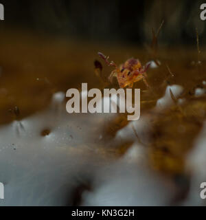 Sminthurides malmgreni kugelförmigen springtail männlichen am Rande eines Garten Teich, von modifizierten Antenne in der umwerbung verwendet. Stockfoto