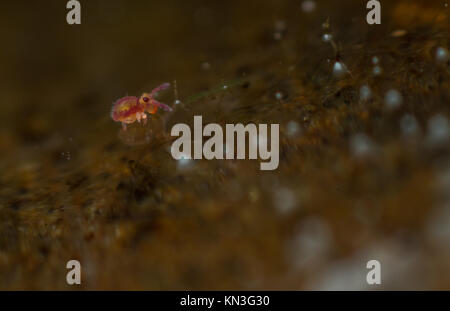 Sminthurides malmgreni kugelförmigen springtail Jugendlicher am Rande eines Gartenteich Stockfoto