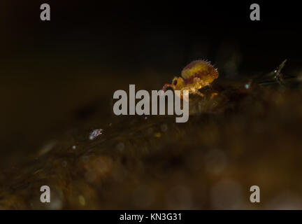 Sminthurides malmgreni kugelförmigen springtail am Rande eines Gartenteich Stockfoto