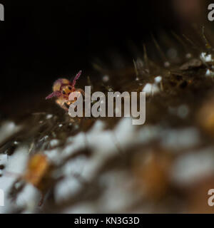 Sminthurides malmgreni kugelförmigen springtail am Rande eines Gartenteich Stockfoto