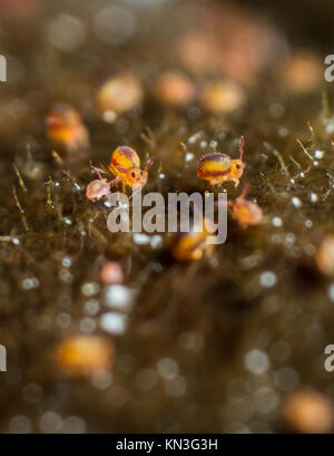 Sminthurides malmgreni kugelförmigen springtail am Rande eines Gartenteich Stockfoto