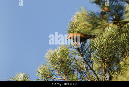 Eine atemberaubende seltene männliche Papagei Gegenwechsel (Loxia pytyopstittacus) in den Zweigen einer Kiefer essen die Kegel thront. Stockfoto