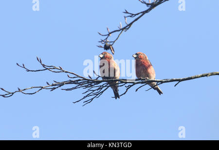 Zwei atemberaubenden seltene männliche Papagei Gegenwechsel (Loxia pytyopstittacus) in den Ästen eines Baumes thront. Stockfoto