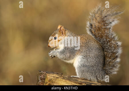 Eine süsse graue Eichhörnchen (Scirius carolinensis) Essen eine Mutter sitzt auf einem anmelden. Stockfoto