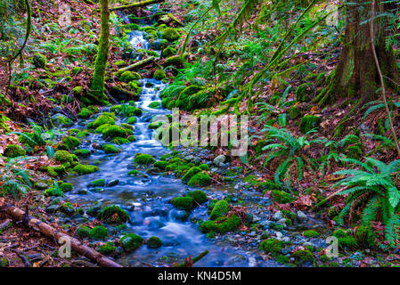 Ausblick auf den kleinen Wasserfall stream und uralten Regenwald in den Trails von Ladysmith, British Columbia, Kanada Stockfoto