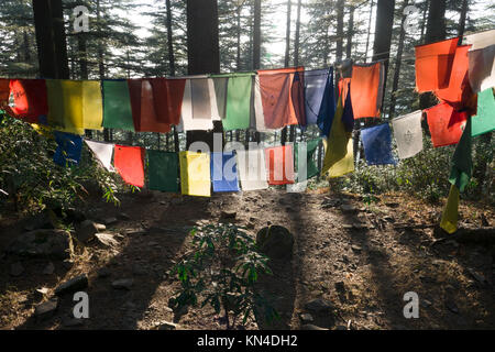 Tibetische Gebetsfahnen von Bäumen im Wald bei Mcleod Ganj, Indien hängen Stockfoto