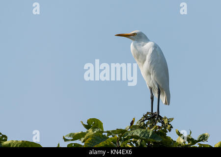 Gret White Egret Sitzen auf einem Baum Stockfoto