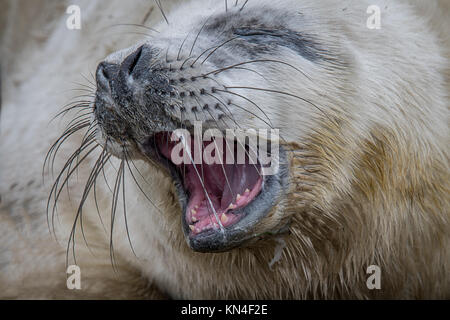 Ganz in der Nähe Foto von einem grauen Seal pup Gähnen mit seinen Mund offen und zeigt seine Zähne Stockfoto