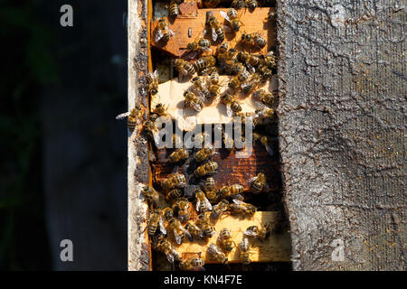 Honig Bienen Bio Bio Honig, Propolis und Pollen in Kroustas sammeln Stockfoto