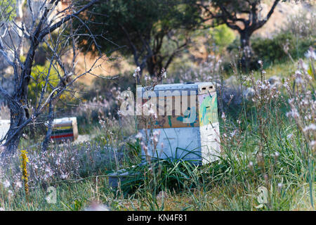 Honig Bienen Bio Bio Honig, Propolis und Pollen in Kroustas sammeln Stockfoto