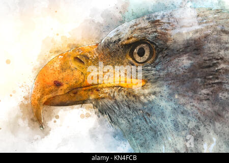 Digital verbesserte Bild eines Porträt der Weißkopfseeadler (Haliaeetus leucocephalus) einem Nordamerikanischen Raubvogel Stockfoto