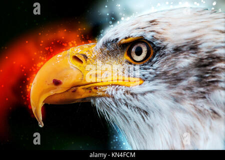 Digital verbesserte Bild eines Porträt der Weißkopfseeadler (Haliaeetus leucocephalus) einem Nordamerikanischen Raubvogel Stockfoto