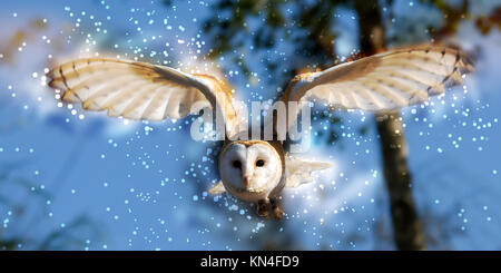 Digital verbesserte Bild einer Schleiereule (Tyto alba) im Flug Stockfoto