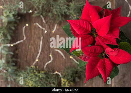 Einrichtung, Urlaub, Pflanzen Konzept. nach oben Blick auf Crimson Heiligabend Blume, einer der beliebtesten Symbole der Winterferien, diese Pflanze namens Weihnachtsstern und hat erstaunliche helle Blätter Stockfoto