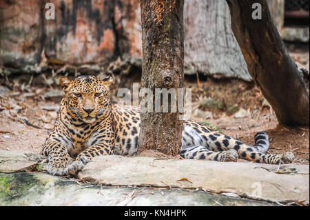 Leopard liegend auf dem Boden im Naturpark Stockfoto