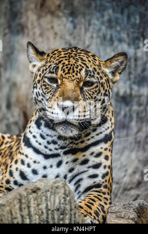 Leopard liegend auf dem Boden im Naturpark Stockfoto