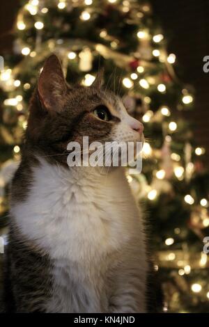 Katzen vor dem Weihnachtsbaum. Stockfoto