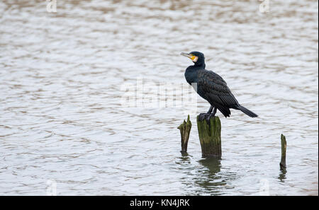 Gemeinsame oder Kormoran (Phalacrocorax carbo) Stockfoto