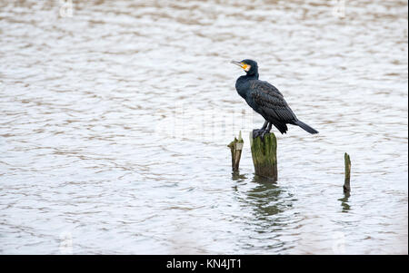 Gemeinsame oder Kormoran (Phalacrocorax carbo) Stockfoto