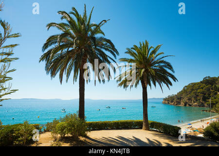 Aussichtsterrasse mit Palmen, Rayol-Canadel-sur-Mer, Var, Cote d'Azur, Südfrankreich, Frankreich Stockfoto