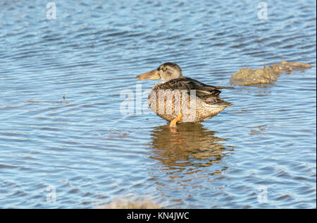 Northern Shoveler (Anas Clypeata) weibliche Ente Stockfoto