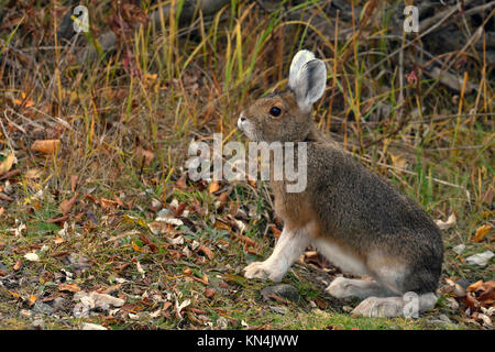 Snowshoe hare (Lepus americanus) im Sommer Pelz, Denali National Park, Alaska, USA Stockfoto