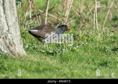 Sumpfhuhn (Gallinula chloropus) Nahrungssuche auf unebenem Boden Stockfoto