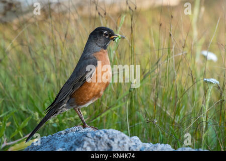 American Robin (Turdus migratorius) mit Beute, Vanvouver Island, British Columbia, Kanada Stockfoto