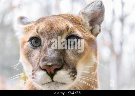 Nahaufnahme einer Cougar (Puma concolor) an der westlichen North Carolina Nature Center in Asheville, NC, USA Stockfoto