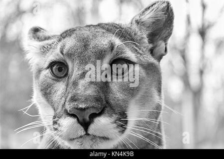 Nahaufnahme einer Cougar (Puma concolor) an der westlichen North Carolina Nature Center in Asheville, NC, USA Stockfoto