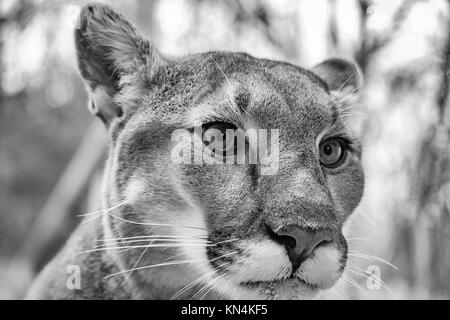 Nahaufnahme einer Cougar (Puma concolor) an der westlichen North Carolina Nature Center in Asheville, NC, USA Stockfoto