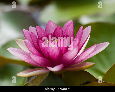 Seerose-Nahaufnahme Stockfoto