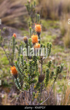 Ecuador Blume - Die Blume der Anden, Chuquiraga jussieui, wachsende in Ecuador Südamerika Stockfoto