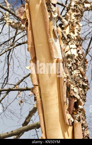 Nahaufnahme der Schönen geschält und zerrissen Flußbirke Baumrinde Stockfoto