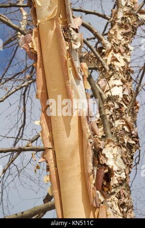 Nahaufnahme der Schönen geschält und zerrissen Flußbirke Baumrinde Stockfoto