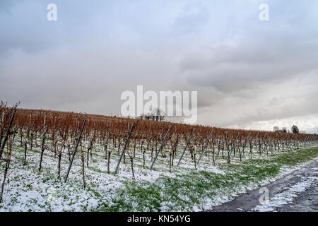 Winter und Schnee in den Weinbergen in der Nähe des Bodensee, Deutschland Stockfoto