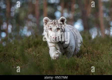 Royal Bengal Tiger (Panthera tigris), weißes Tier, heimlich durch das Unterholz der natürlichen Wälder schleichen, frontal geschossen, geringe Sicht. Stockfoto