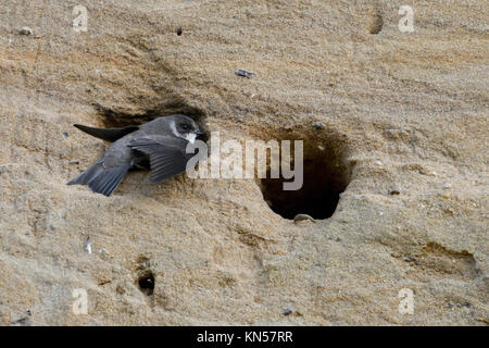 Sand Martin/Bank Schlucken (Riparia riparia) sitzen in der Eingang in sein Nest hole, flattern mit ihren Flügeln beim Graben, Wildlife, Europa. Stockfoto