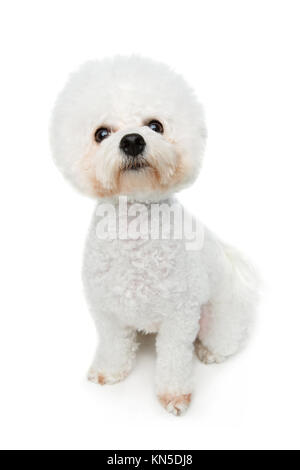 Wunderschöne bichon frisee Hund auf weißem Hintergrund. kopieren. Stockfoto