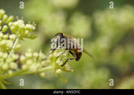 Nahaufnahme einer pferdebremse Tabanus sudeticus () auf einer Anlage. Das Pferd fliegen eine kleine Parasit auf der rechten Seite seines Kopfes. Stockfoto