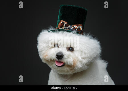 Wunderschöne bichon frisee Hund in hat über schwarzen Hintergrund sitzen. kopieren. Stockfoto