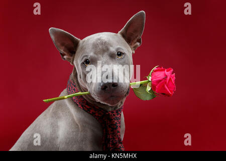 Schöne blaue Thai Ridgeback Dog in pink Luxus Krawatte holding Rose Blume im Mund. Studio Portrait auf roten Hintergrund. kopieren. Stockfoto