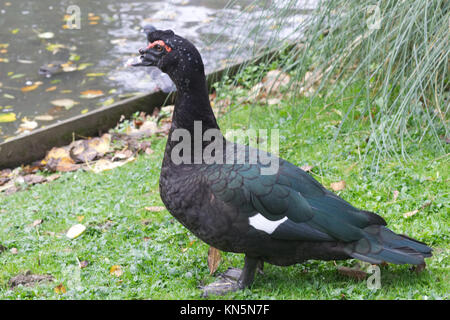 Warty-konfrontiert Muscovy Duck Stockfoto