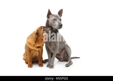 Schönen Shar Pei Welpen und Thai Ridgeback Dog auf weißem Hintergrund. Kopieren Sie Platz Stockfoto