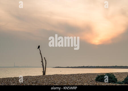 Eine Szene auf Stokes Bay Beach mit einer Krähe auf einem toten Baum und eine Ölraffinerie in der Ferne wie Sonne hinter eine große graue Wolke. Stockfoto