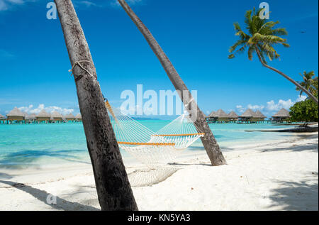 Eine Hängematte zwischen zwei Palmen aufgehängt bietet viel Entspannung für Gäste im Intercontinental Le Moana Resort Bora Bora, Französisch-polynesien. Stockfoto