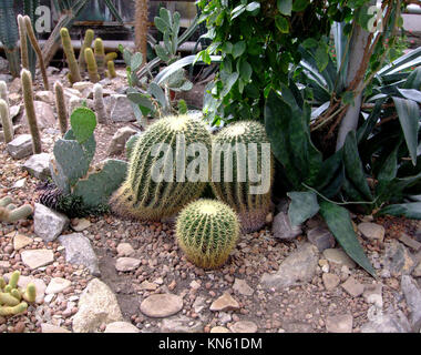 Golden barrel Cactus wachsen im Botanischen Garten Stockfoto