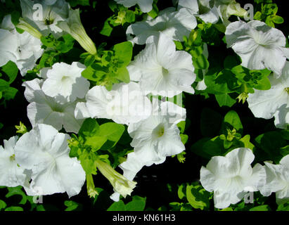 Weiße zarte Blumen blühen bei den Gruenen Stockfoto